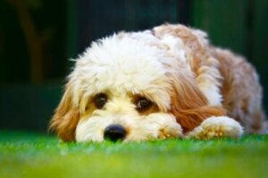 Cavapoo: características e cuidados