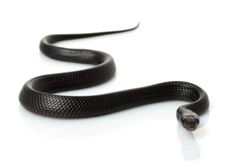 Cobra-preta: habitat e características