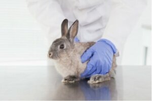 Calos plantares em coelhos: tratamento e prevenção