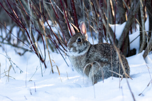 Como manter os coelhos aquecidos no inverno