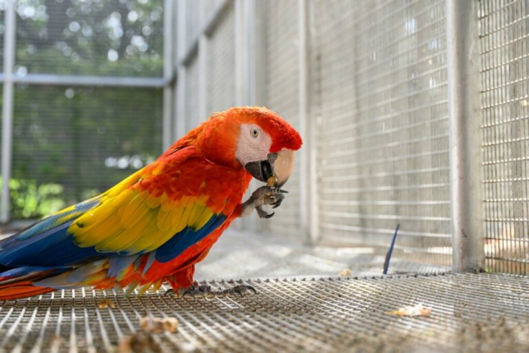 Como reduzir o estresse de um papagaio doméstico?