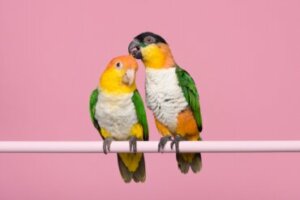 Diferenças entre macho e fêmea nos psitacídeos