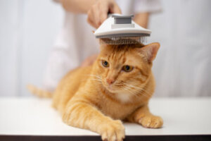 Por que o pelo do meu gato não cresce?