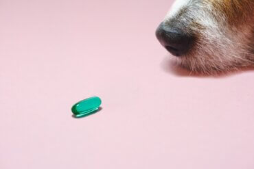 Gabapentina para cães: usos e dosagem