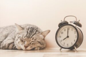10 dicas para melhorar e prolongar a vida do seu gato