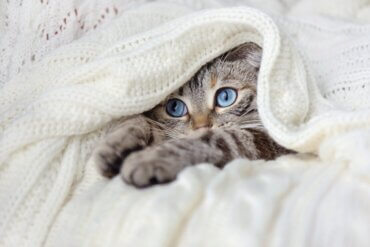 Por que os gatos afofam cobertores?