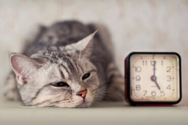 Como adestrar um gato para dormir à noite?
