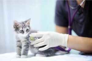 Tratamento contra vermes em gatos