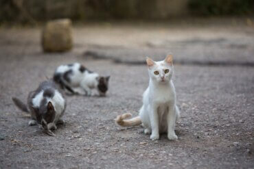 A ilha dos gatos abandonados no Brasil