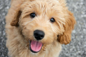 Goldendoodle: tudo sobre essa raça