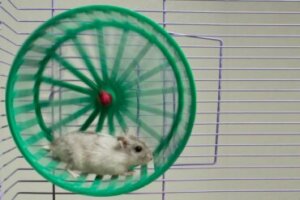 Períodos aleatórios de atividade frenética, o que são e por que ocorrem?
