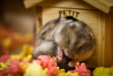 Por que o meu hamster dorme muito?