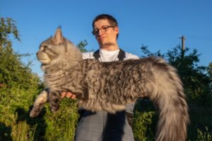 14 raças de gatos gigantes