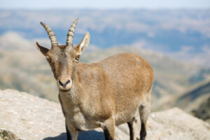 7 incríveis animais de alta montanha