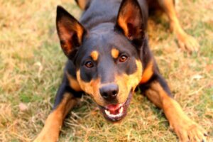 Kelpie australiano: tudo sobre esta raça