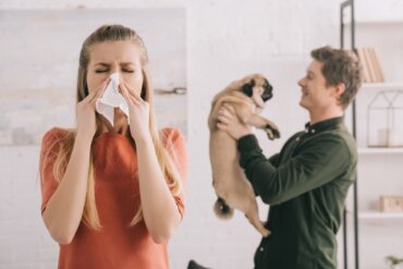 10 raças de cães ideais para quem tem alergia
