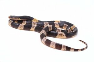 Cientistas identificam nova espécie de cobra venenosa na China