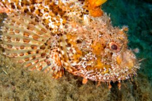Os 10 peixes mais venenosos do mundo