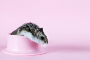 Conjuntivite em hamster: sintomas e tratamento