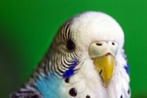 Doenças mais comuns em periquitos australianos