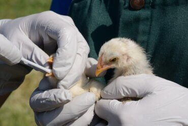 Bronquite infecciosa aviária: sintomas e tratamento
