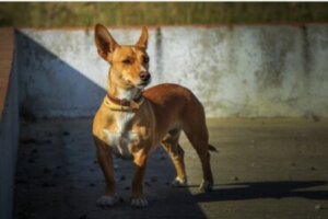 Pequeno Podenco Português: características e cuidados