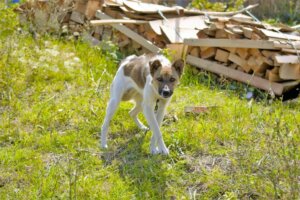 Raquitismo em cães: sintomas e tratamento