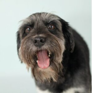 Schnocker: tudo sobre essa raça