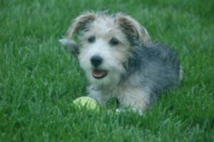 Schnoodle: tudo sobre essa raça