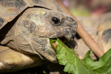 O que comem as tartarugas terrestres?