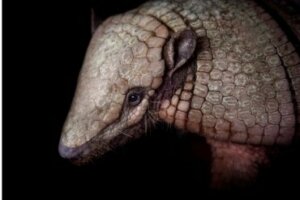 É possível ter um tatu como animal de estimação?