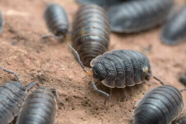 Como eliminar os bichos-de-conta de casa?