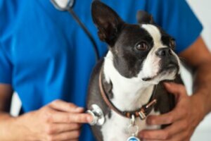 Bordetella em cães: sintomas e tratamento