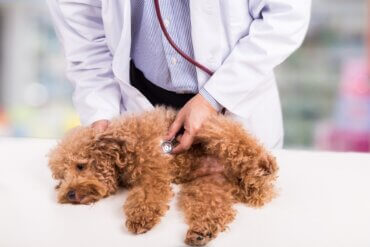 Doenças mais comuns em cães poodle