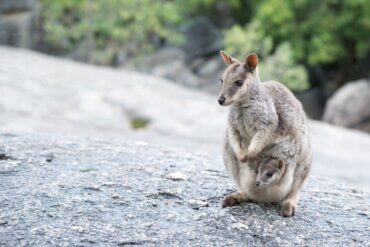 Diferenças entre canguru e wallaby
