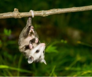 É possível ter um gambá como animal de estimação?
