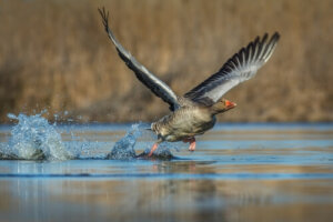 Tudo sobre o ganso-bravo