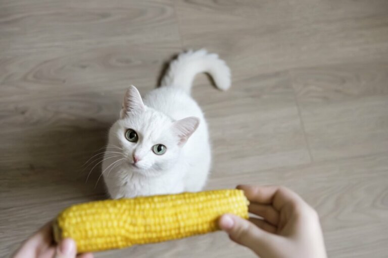 Os gatos podem comer milho?
