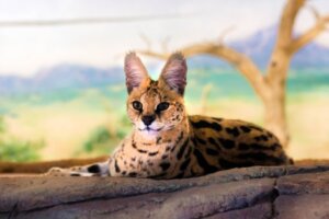 É possível ter um serval como animal de estimação?
