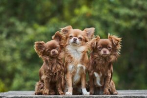 4 tipos de chihuahuas (e suas características)