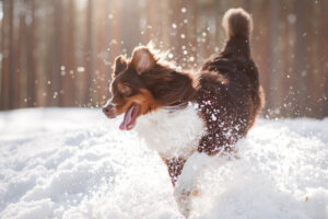 Dicas ao levar um cachorro para a neve