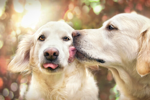 Por que alguns cães lambem obsessivamente outros cães?