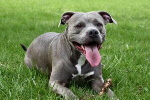 Caráter dos cães pitbull