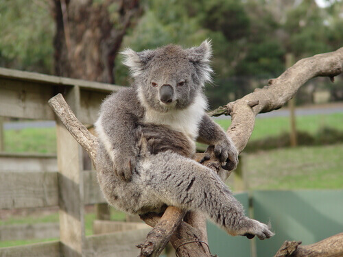 Tudo sobre o comportamento do coala