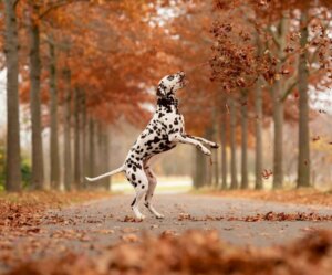 Curiosidades e cuidados com cães dálmatas