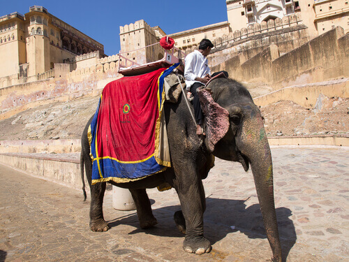 Elefantes na Índia: animais espirituais e escravizados