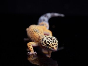 Lagartixa-leopardo: cuidados