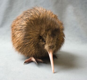 Kiwi, espécie ameaçada