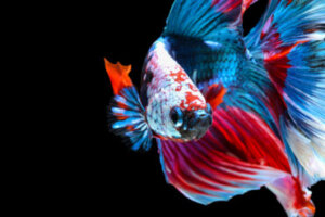 Peixe betta halfmoon: cuidados em cativeiro