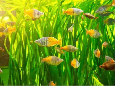 Como é a reprodução nos peixes?